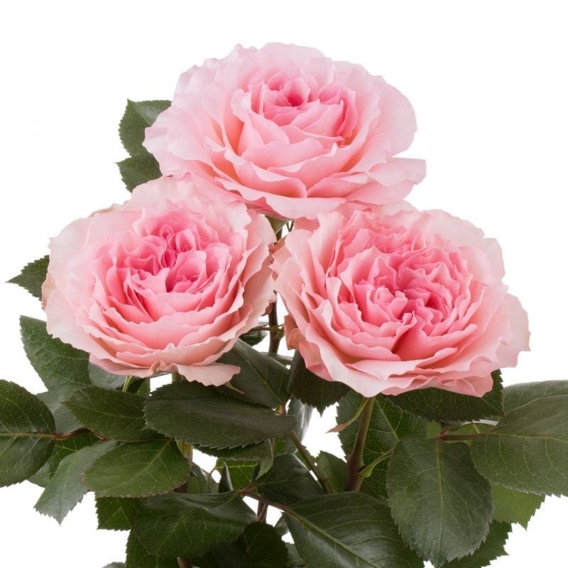 Mayras Roses Pink