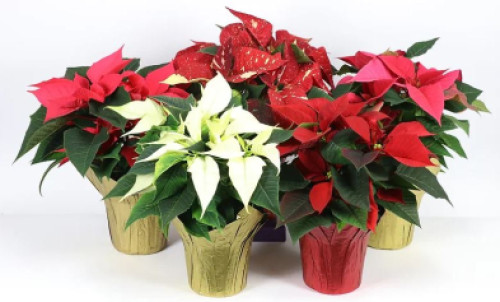 Florist Colours 4"