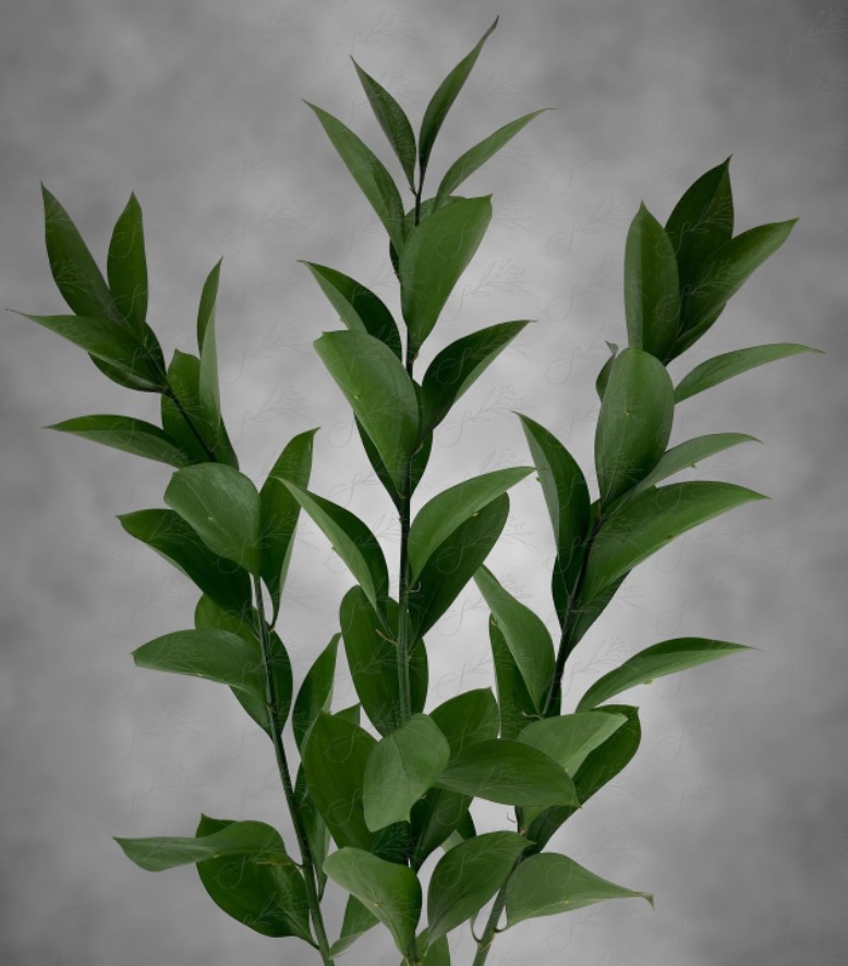Israeli Ruscus