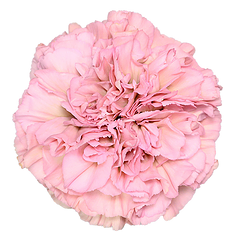 Lege Pink