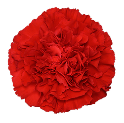 Red Magic