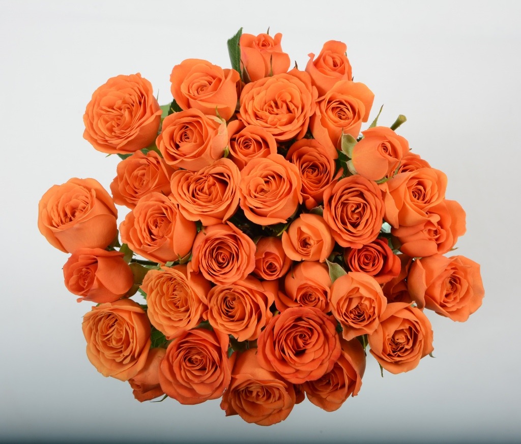 Orange Babe
