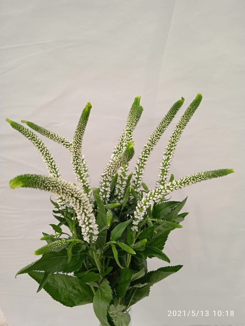 White Victory