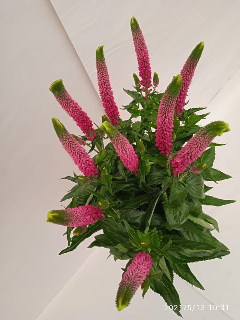 Pink Victory