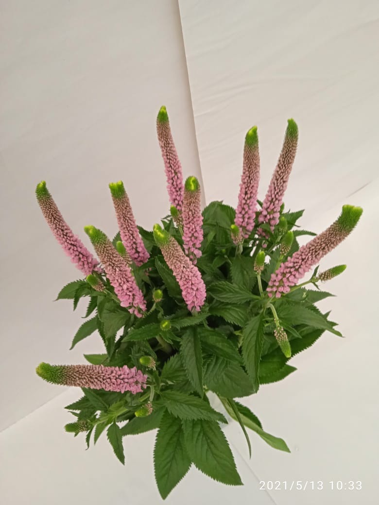 Light Pink Victory