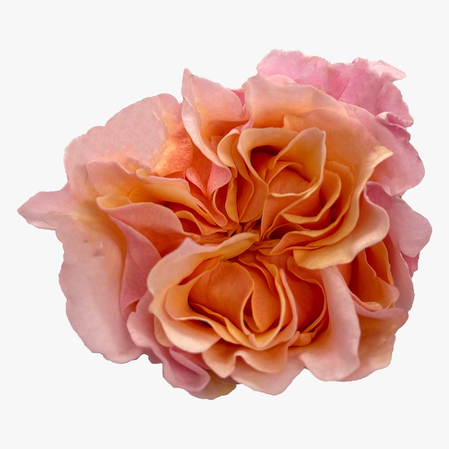 Mayras  Peach