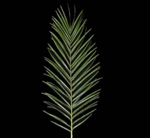 Robellini Palm