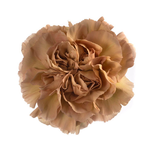 Caramel