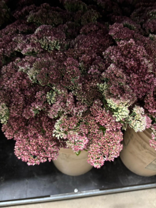 Sedum
