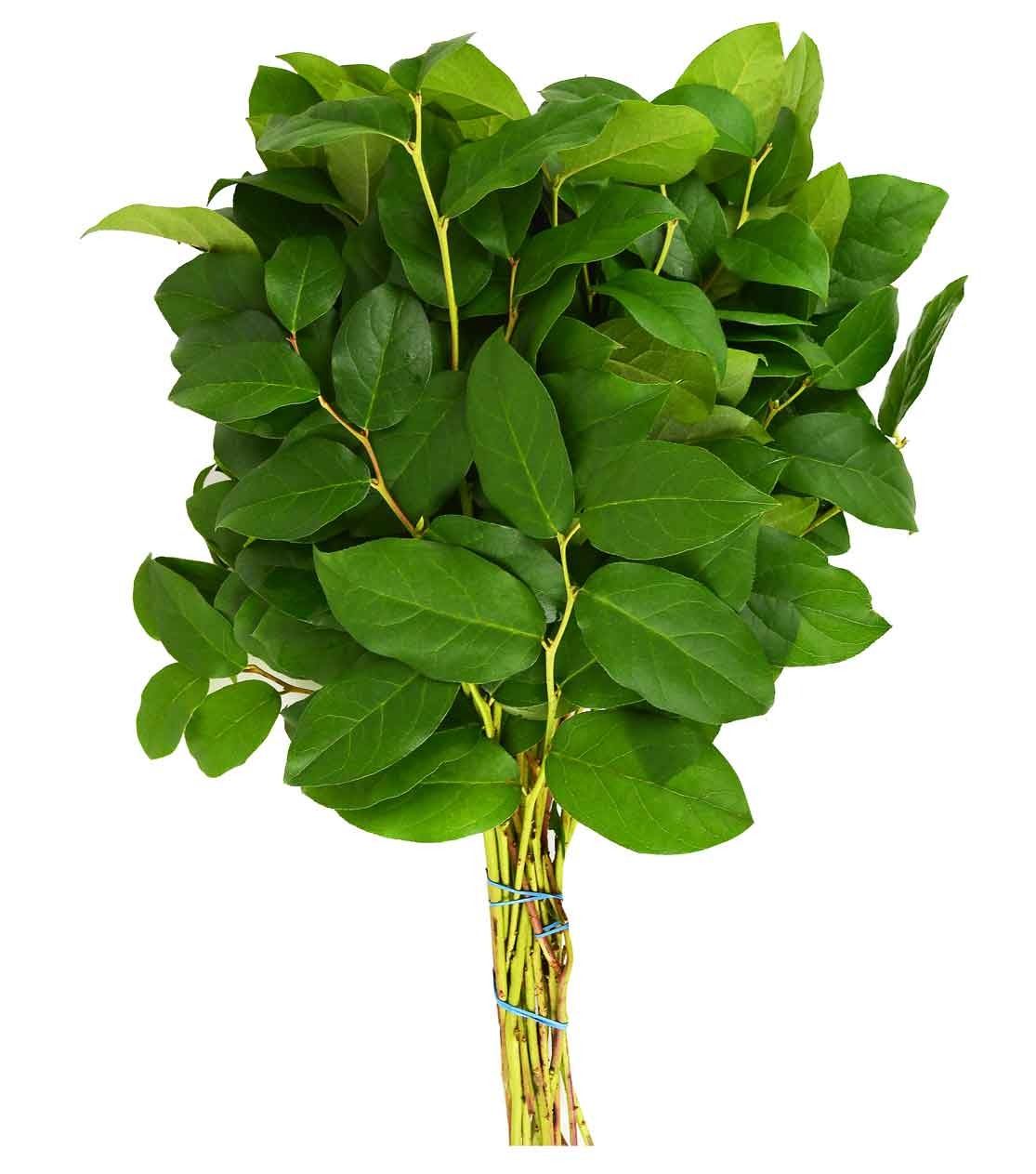 Salal Long