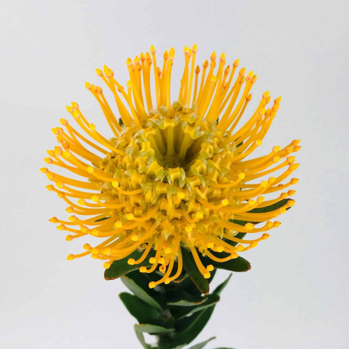 Protea Yellow
