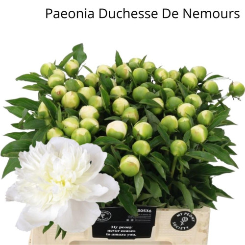 Duchesse de Nemours