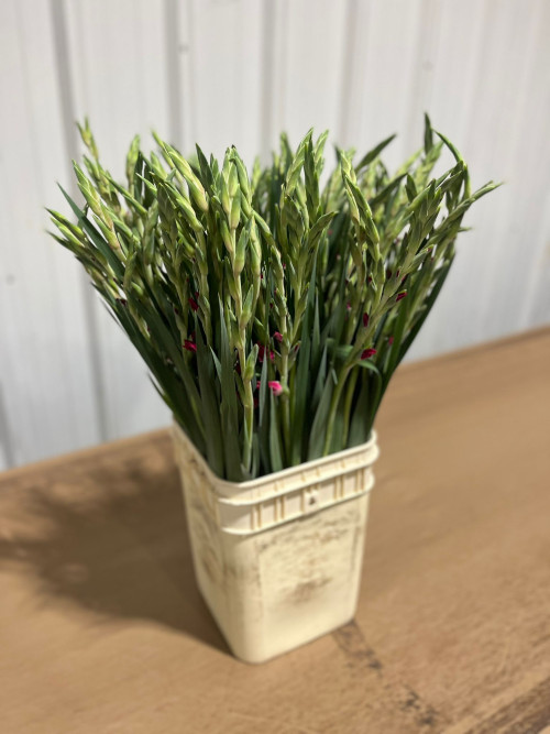 Pink Gladdies