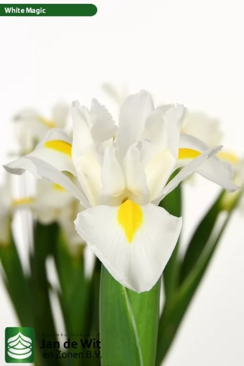 White Magic