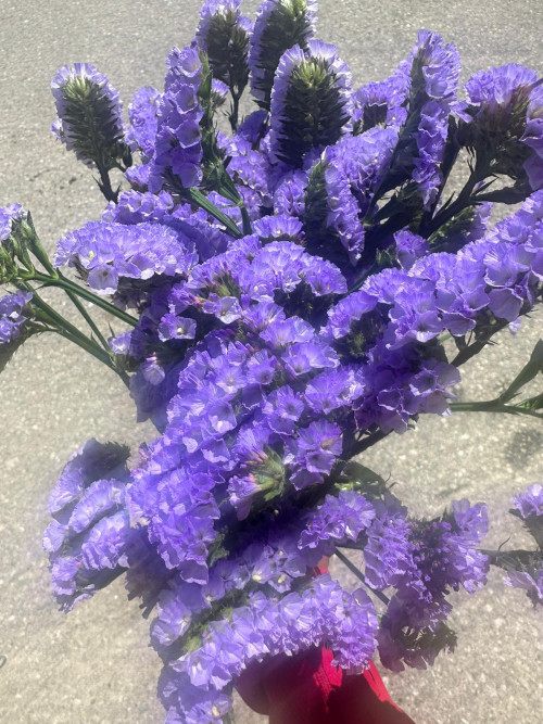 Lavender Statice