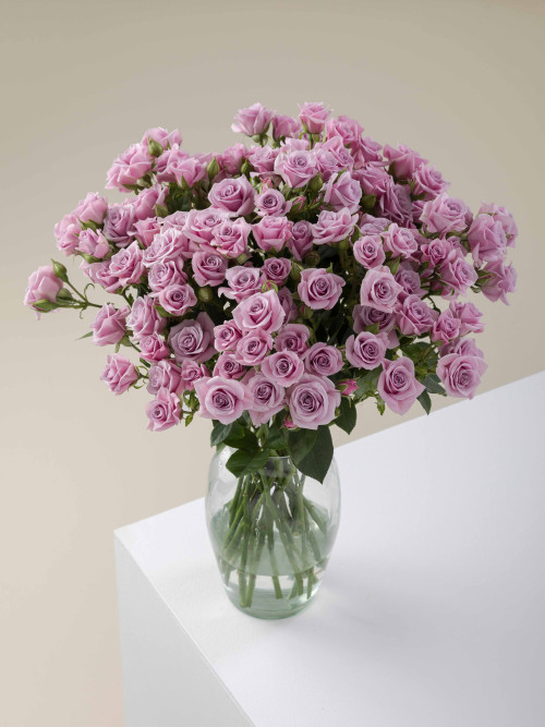 Brillant Stars Sagita