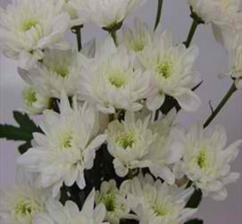 Zembla White