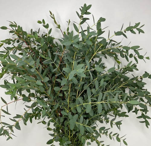 Parvifolia