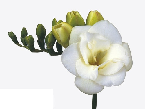 Freesia White