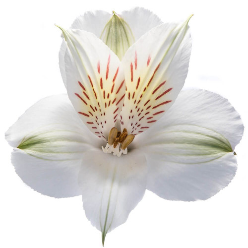 White Supreme