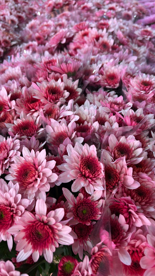 Podulsk PINK