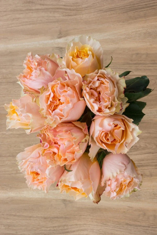 Campanella Peach