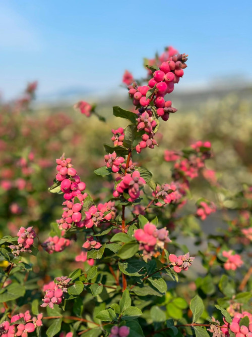 Snowberries Hot Pink