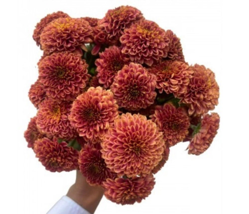 Doria  Button Cherry