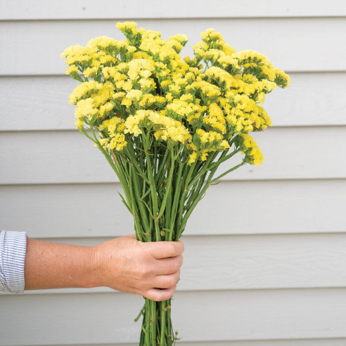 Yellow  Statice
