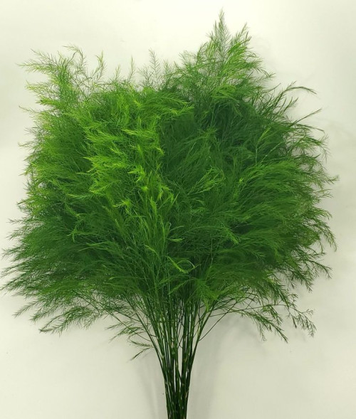 Tree Fern
