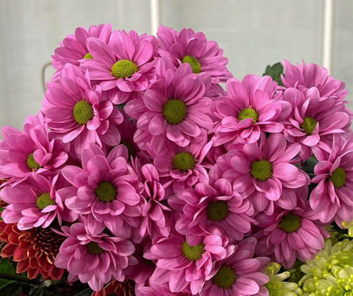 Resq Pink