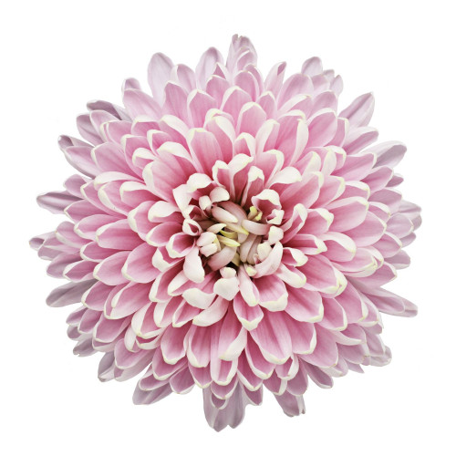 Rossano Pink