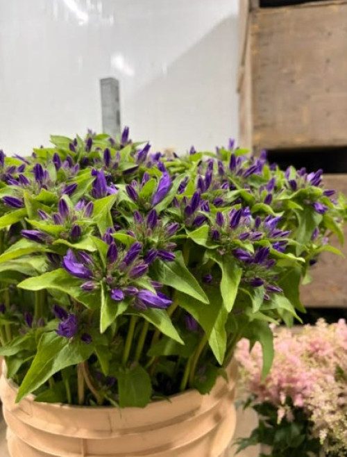Campanula Glomerata