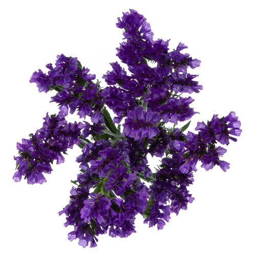 Purple Statice