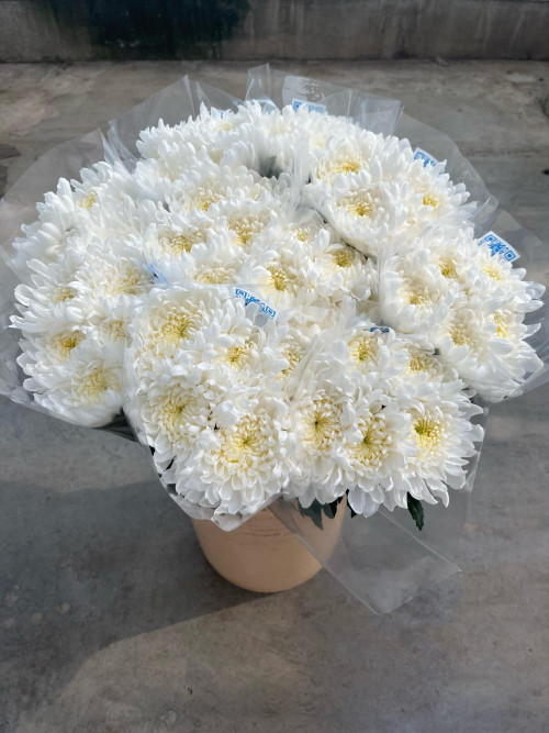 Tutu