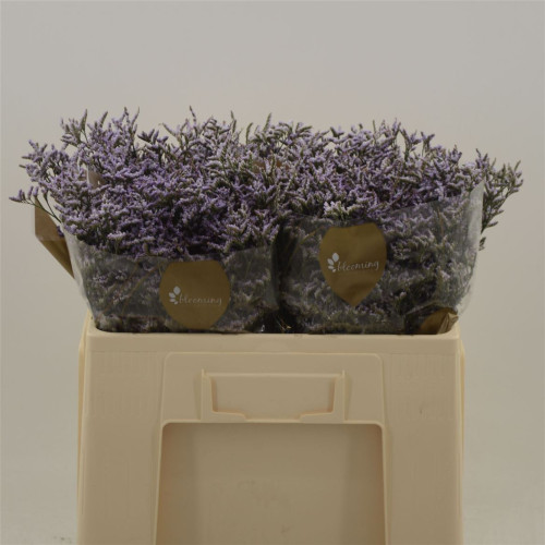 Safora lilac
