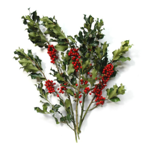 Green Berried, 10 x 1 lb Sleeved Bunches