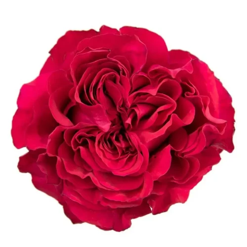 Mayras Hot Pink