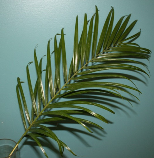 Robellini Palm