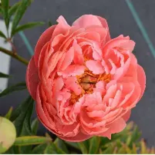 Coral Charm