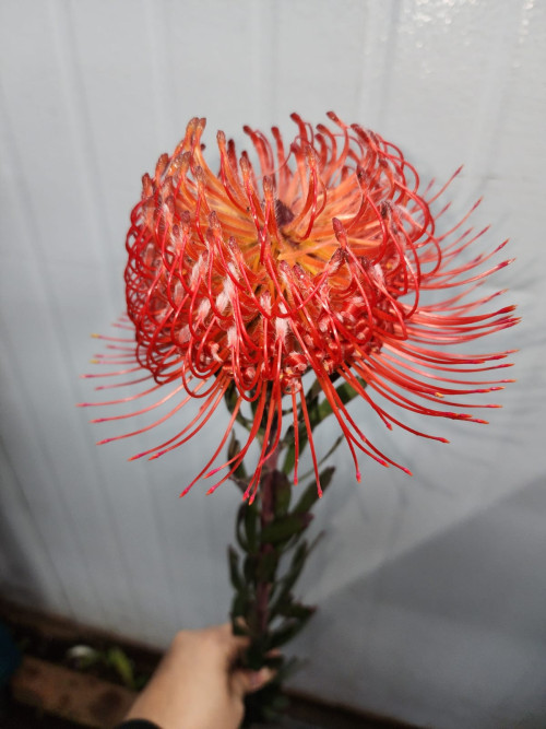 Protea Orange