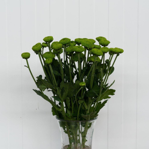 Feeling Green Button