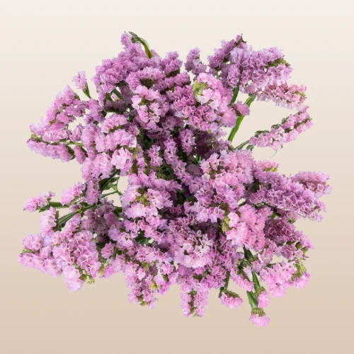 Pink Statice