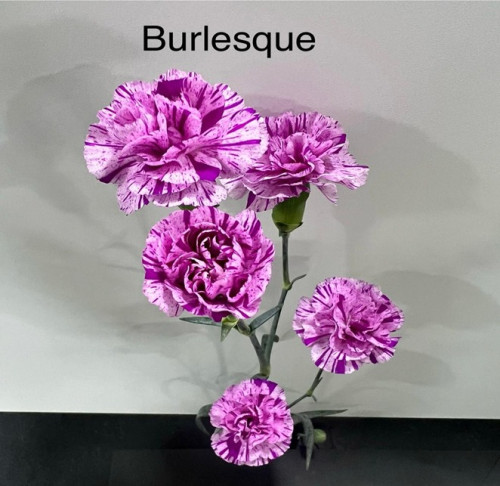 Burlesque