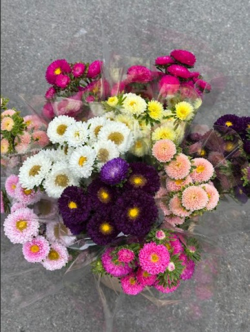 Aster Matsumoto Assorted