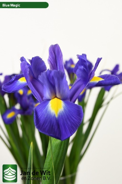 Blue Magic