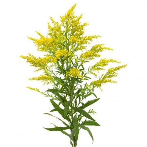 Solidago