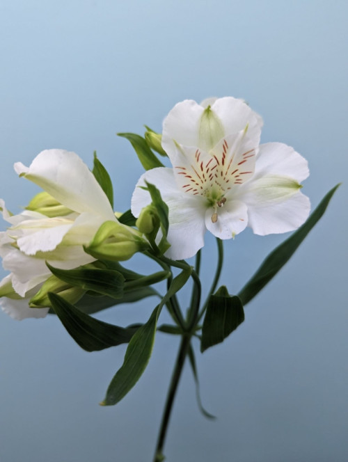 White