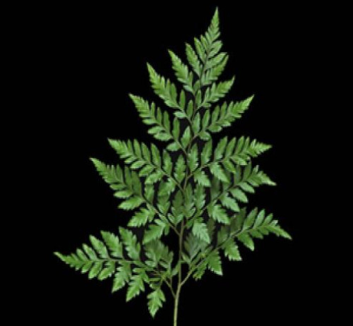 Leatherleaf