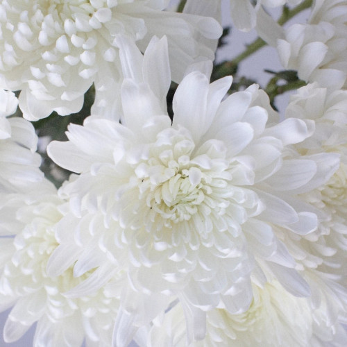 Zembla White